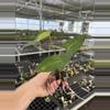 plant/Seed grown anthurium guna yala x legend starter plant growers-5-thumbnail