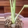 plant/Monstera Creme Brulee #0015-2-thumbnail