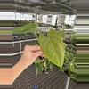 plant/Seed grown anthurium fort Sherman x Warocqueanum starter plant growers choice-1-thumbnail