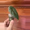plant/Alocasia Maharani-2-thumbnail