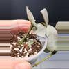 plant/Hoya Krohniana Super Silver-A-2-thumbnail