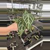 plant/Seed grown anthurium crystallinum silver narrow x Warocqueanum starter plant-6-thumbnail