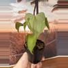 plant/Anthurium Delta Force-4-thumbnail
