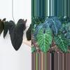 plant/Seed grown anthurium blue papillilaminum x regale starter plant growers-0-thumbnail