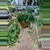plant/6” short Ceropegia Sandersonii-1-thumbnail