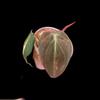 plant/Micans variegated-rooted top cut #0016-2-thumbnail