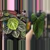 plant/Seed grown anthurium dorayaki mbr x papillilaminum starter plant growers choice-0-thumbnail