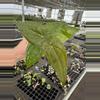 plant/Seed grown anthurium dorayaki mbr x papillilaminum starter plant growers choice-2-thumbnail