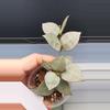 plant/Hoya Krohniana Super Silver-B-0-thumbnail