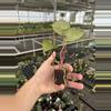 plant/Seed grown anthurium carlablackiae x legend starter plant growers choice-7-thumbnail