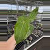 plant/Seed grown anthurium guna yala x legend starter plant growers-1-thumbnail