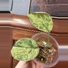 plant/Scindapsus Jade Satin Marble-1-thumbnail