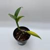 plant/Scindapsus Coriaceus variegated 0482-1-thumbnail