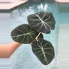 plant/Alocasia Black Velvet-0-thumbnail