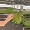 plant/Seed grown anthurium fort Sherman x Warocqueanum starter plant growers choice-2-thumbnail