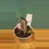 plant/Pink Bambino-0-thumbnail