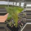 plant/Seed grown anthurium dorayaki mbr x papillilaminum starter plant growers choice-3-thumbnail