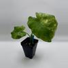 plant/Alocasia Gageana Aurea 0480-0-thumbnail