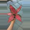 plant/Aglaonema Beauty-1-thumbnail
