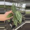 plant/Seed grown anthurium crystallinum silver narrow x Warocqueanum starter plant-3-thumbnail