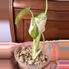 plant/Monstera Creme Brulee #0015-5-thumbnail