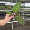 plant/Seed grown anthurium red gunsal x regale starter plant growers-2-thumbnail