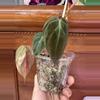 plant/Micans Revert #0014-5-thumbnail