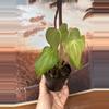 plant/Anthurium Delta Force-3-thumbnail
