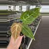 plant/Seed grown anthurium ace of spades x crystallinum silver starter plant growers c-1-thumbnail