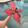 plant/Aglaonema Beauty-0-thumbnail