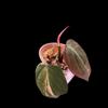 plant/Micans variegated-rooted top cut #0016-1-thumbnail
