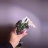 plant/✨Alocasia Thai Pink Amazonica✨-0-thumbnail