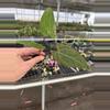 plant/Seed grown anthurium red gunsal x regale starter plant growers-5-thumbnail