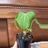 plant/Anthurium Delta Force-0-thumbnail