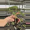 plant/Seed grown anthurium crystallinum silver narrow x Warocqueanum starter plant-7-thumbnail
