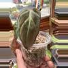 plant/Micans Revert #0014-1-thumbnail