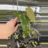 plant/Seed grown anthurium blue papillilaminum x regale starter plant growers-5-thumbnail