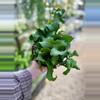 plant/6” Curly Sue Cactus (lovers choice)-0-thumbnail