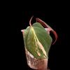 plant/Micans variegated-rooted top cut #0016-0-thumbnail