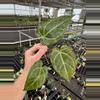 plant/Seed grown anthurium carlablackiae x legend starter plant growers choice-1-thumbnail