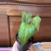 plant/Anthurium Delta Force-1-thumbnail
