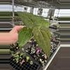 plant/Seed grown anthurium dorayaki mbr x papillilaminum starter plant growers choice-1-thumbnail