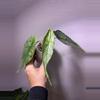 plant/✨Alocasia Dragons Breath Aurea✨-0-thumbnail