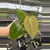 plant/Seed grown anthurium blue papillilaminum x regale starter plant growers-2-thumbnail