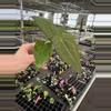 plant/Seed grown anthurium dorayaki mbr x papillilaminum starter plant growers choice-5-thumbnail