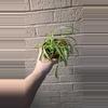 plant/Curly spider plant-0-thumbnail