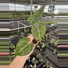 plant/Seed grown anthurium carlablackiae x legend starter plant growers choice-3-thumbnail