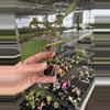 plant/Seed grown anthurium dorayaki mbr x papillilaminum starter plant growers choice-7-thumbnail