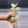 plant/Hoya Krohniana Super Silver-B-1-thumbnail