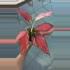 plant/Aglaonema Beauty-1-thumbnail